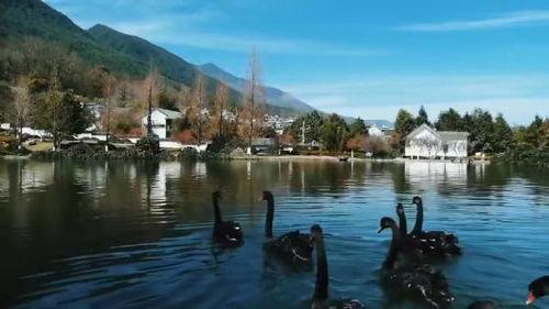 今日大理最大的爆料,揭秘今日最大悬疑事件真相